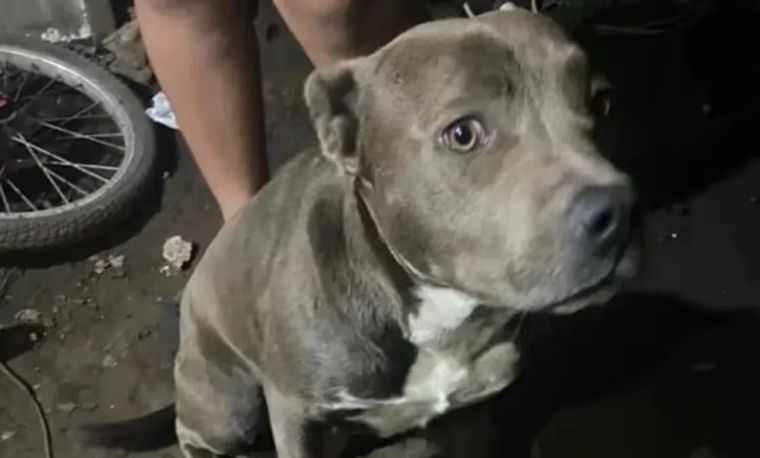 Un niño de 2 años fue hallado muerto en La Plata y tenía lesiones compatibles con mordeduras de perros. Apuntan a los pitbulls de sus vecinos. &nbsp;