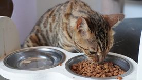 el boom de los gatos urbanos: alican apuesta us$60 millones para liderar el mercado el boom de los gatos urbanos: alican apuesta us$60 millones para liderar el mercado