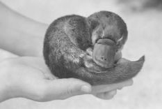 Un ornitorrinco con una misión diplomática muy importante para su país.