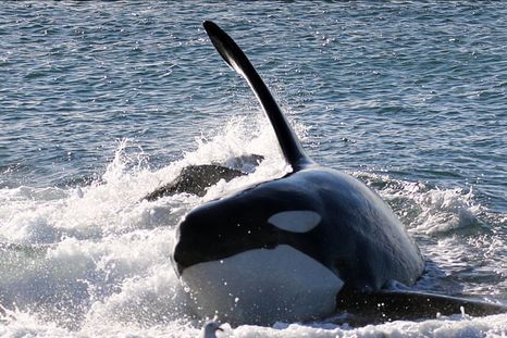 La costa de la Península Valdés se convierte en escenario de uno de los comportamientos predatorios más fascinantes del reino animal: el varamiento intencional de las orcas. La costa de la Península Valdés se convierte en escenario de uno de los comportamientos predatorios más fascinantes del reino animal: el varamiento intencional de las orcas.
