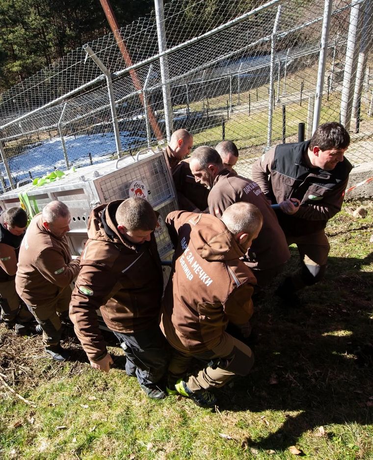 Este jueves los dos ejemplares llegaron a su nuevo hogar en Belitsa. Este jueves los dos ejemplares llegaron a su nuevo hogar en Belitsa.