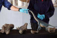 argentina participo en el descubrimiento de un titanosaurio en chile