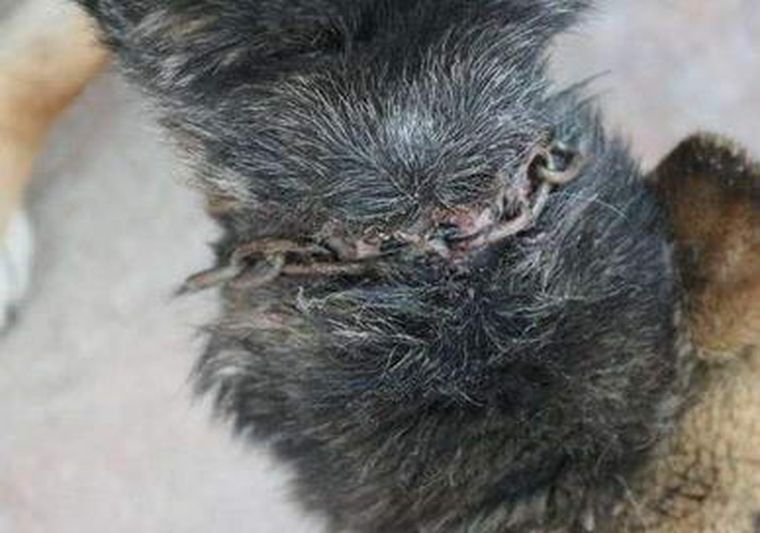 Imagen de la perra herida facilitada por la Asociación para la Liberación Animal (ALBA). Foto: ALBA