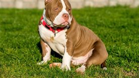 La perra de raza American Bully Pocket murió tras el ataque del vecino, que fue imputado por la Justicia de Río Negro por crueldad animal. La perra de raza American Bully Pocket murió tras el ataque del vecino, que fue imputado por la Justicia de Río Negro por crueldad animal.