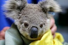 Los incendios han sido particularmente trágicos para los koalas.