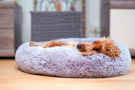La cama cerca de la familia, pero lejos del ruido: así mejora el bienestar de tu mascota. Foto: Shutterstock La cama cerca de la familia, pero lejos del ruido: así mejora el bienestar de tu mascota. Foto: Shutterstock
