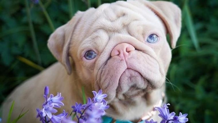 El pug que se hizo viral.