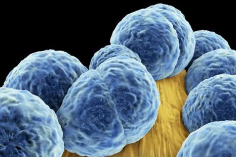 Científicos descubren alternativa a los antibióticos