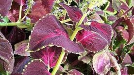 El coleo es una de las tres plantas de esta lista.