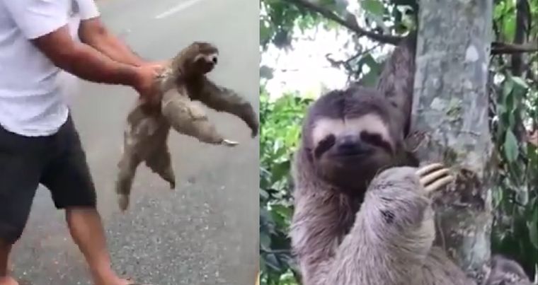 Este pequeño oso se llevó todas las miradas al ser agradecido Foto: Archivo