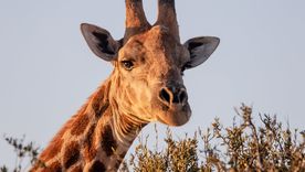 Las jirafas comen de arriba