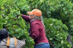 Cada vez hay más sectores en rojo a nivel nacional, y apenas se salvan del incendio, el ganado vacuno, ovinos, granos y miel.