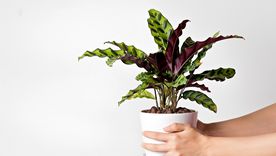 CALATHEA Foto: SHUTERSTOCK