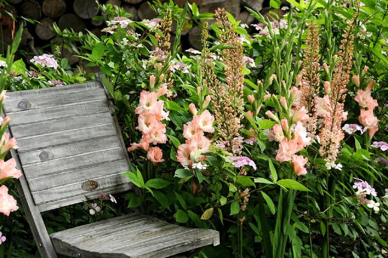 Embellece tu jardín cultivando gladiolos Foto: iBulb