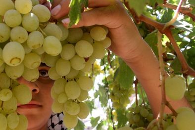 MDZol | Uvas blancas, en Tupungato se prevee que para este año disminuirán los quintales en un 25 por ciento. Foto: efe