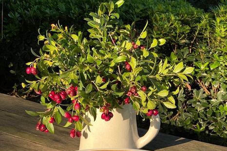 Los beneficios de los alimentos que consume Juliana Awada en su merienda Foto: Instagram