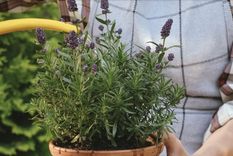 La lavanda florece con fuerza en primavera, pero necesita sol, buen drenaje y riego justo para durar en el jardín. 