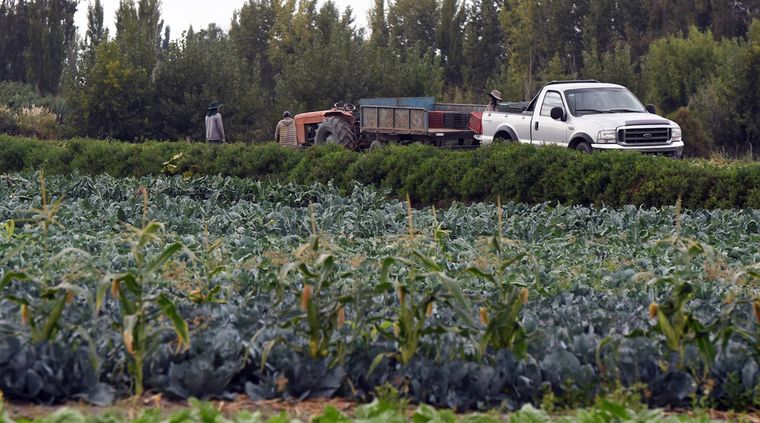 El desarrollo local busca mejorar la productividad agrícola con detección temprana de plagas y menos dependencia de tratamientos fitosanitarios. El desarrollo local busca mejorar la productividad agrícola con detección temprana de plagas y menos dependencia de tratamientos fitosanitarios.