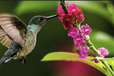 MDZol | El colibrí es uno de los pajaritos más especiales de los que esperamos su visita Foto: Shutterstock