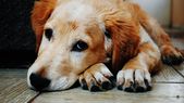 El tiempo que un perro puede permanecer solo depende de su edad, tamaño y nivel de actividad. Foto: Archivo El tiempo que un perro puede permanecer solo depende de su edad, tamaño y nivel de actividad. Foto: Archivo