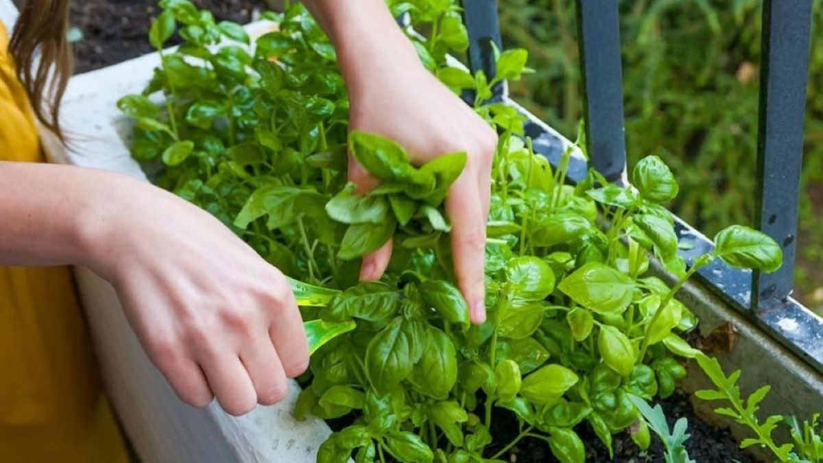 Cultivar albahaca en casa es más sencillo de lo que parece