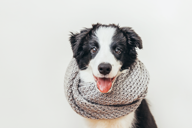 MDZol | perro invierno