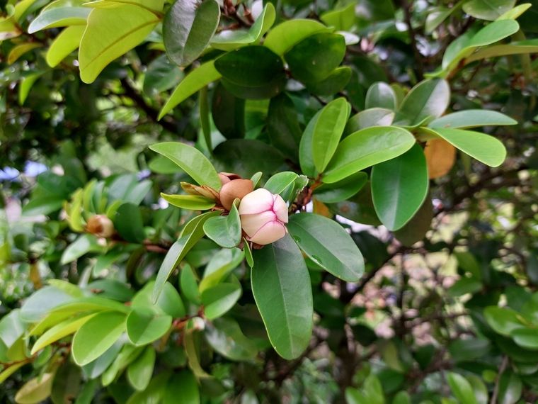 La planta que crece mejor en el exterior. La planta que crece mejor en el exterior. 