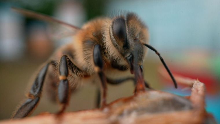 https://www.bbc.com/mundo/articles/cwypwn0d1z2o