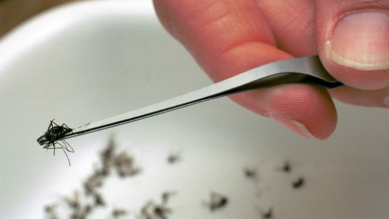 Un investigador sostiene un mosquito Aedes japonicus, una de las especies que propaga el virus del Nilo Occidental.