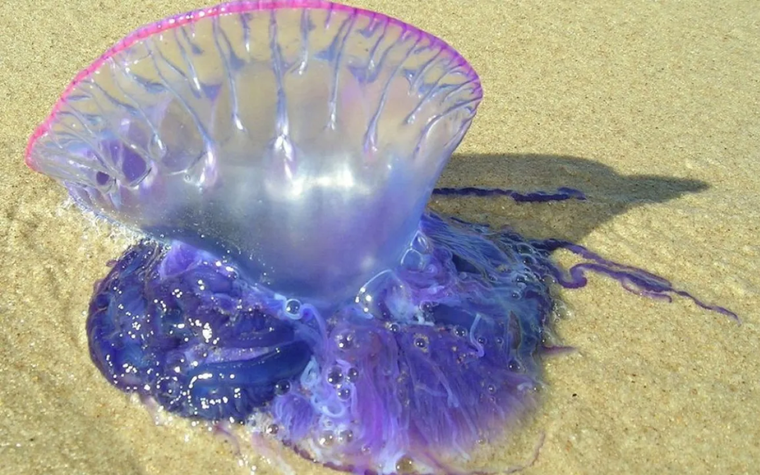 La carabela portuguesa es un conglomerado de organismos que cooperan entre sí como en una colonia. Foto: EFE