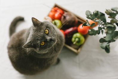 MDZol | La clave para una buena alimentación es optar por productos diseñados específicamente para gatos. Foto: SHUTERSTOCK