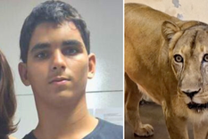 Gerson de Melo Machado murió tras ingresar en el recinto de los leones en un parpque natural de Brasil. Gerson de Melo Machado murió tras ingresar en el recinto de los leones en un parpque natural de Brasil.