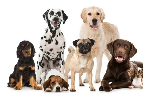 Estos perros combinan un carácter equilibrado con un instinto guardián inigualable. Foto: Archivo Estos perros combinan un carácter equilibrado con un instinto guardián inigualable. Foto: Archivo