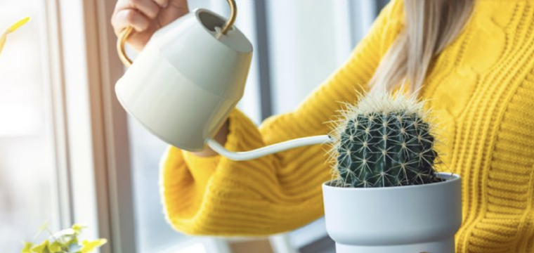 Cactus redondos, lindos, elegantes y de fácil cuidado. La mejor elección para adornar el hogar Foto: Shutterstock