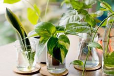 Este poderoso enraizante natural es mágico para las plantas Foto: SHUTERSTOCK