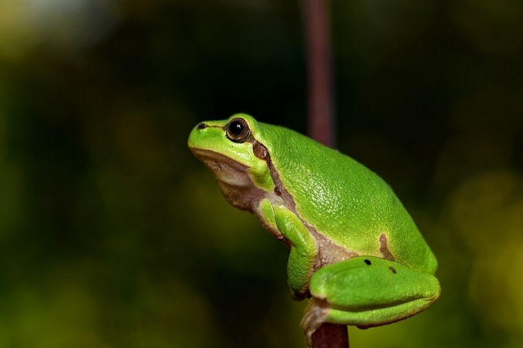 Sueños Conoce el significado de soñar con ranas Foto: Pexels