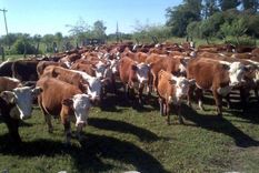 El de la ganadería es el sector que mejores expectativas tiene