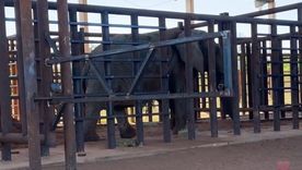 La elfanta Kenya en el Santuario de Brasil. La elfanta Kenya en el Santuario de Brasil.