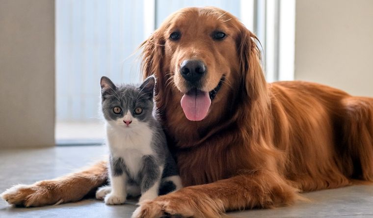 Estos son los motivos por los cuales el perro y gato pueden ser rivales Foto: Getty Images.