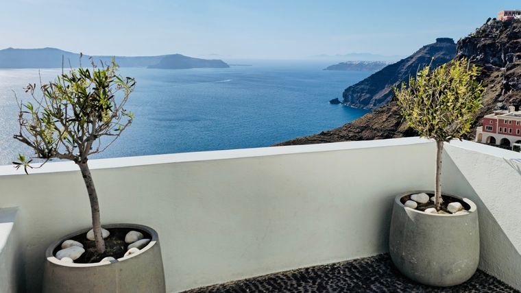 El olivo es uno de los árboles más resistentes para balcones y necesita muy poco riego. Foto: Shutterstock El olivo es uno de los árboles más resistentes para balcones y necesita muy poco riego. Foto: Shutterstock