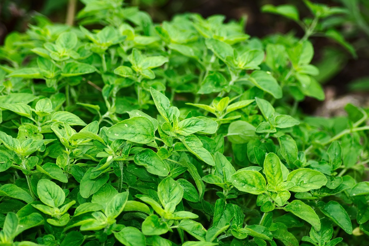 Estos son los mejores consejos para cultivar plantas aromáticas en casa. Foto: Pixabay - pixabay.com