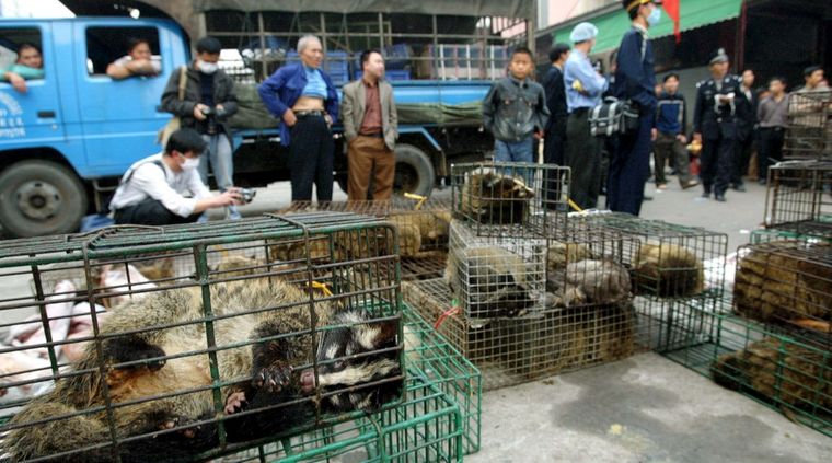 Gatos de civeta en un mercado de vida silvestre en China. Foto: Getty Images.