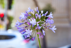 El agapanto posee unos tonos azules y lavanda que son un sueño. Foto: Pexels El agapanto posee unos tonos azules y lavanda que son un sueño. Foto: Pexels