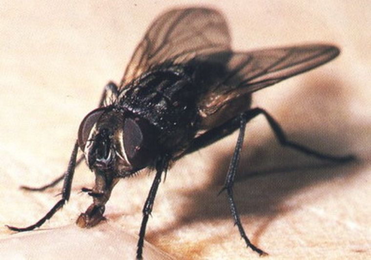 Una mosca le alteró su vida. Foto: Web