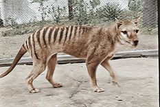 El tigre de tasmania se extinguió en 1936 Foto: NFSA