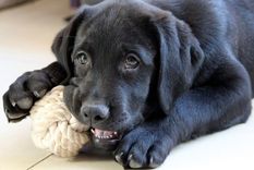 Los perros tienen estos episodios por que es una manera de descargar energía acumulada Foto: Canva