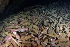 Cuando el buzo pasaba con cuidado por una de las escotillas hacia la bodega hundida, pudo ver el tesoro del naufragio que le aguardaba. Foto: BRANDI MUELLER/GETTY IMAGES