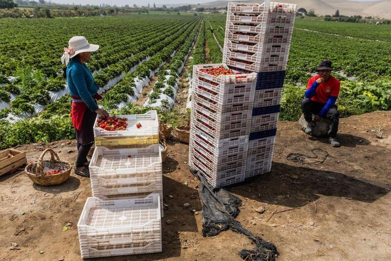 Regiones muy áridas como Ica se han convertido en grandes centros de producción agrícola.