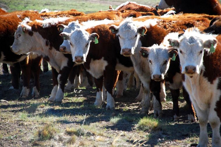 En los últimos dos años el stock ganadero se redujo entre 5 y 7%, producto de la política de faena, y factores climáticos que afectaron las pasturas. En los últimos dos años el stock ganadero se redujo entre 5 y 7%, producto de la política de faena, y factores climáticos que afectaron las pasturas.