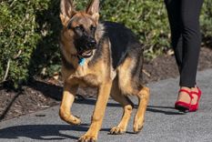 Commander, la problemática mascota de la familia Biden. Foto: Efe.